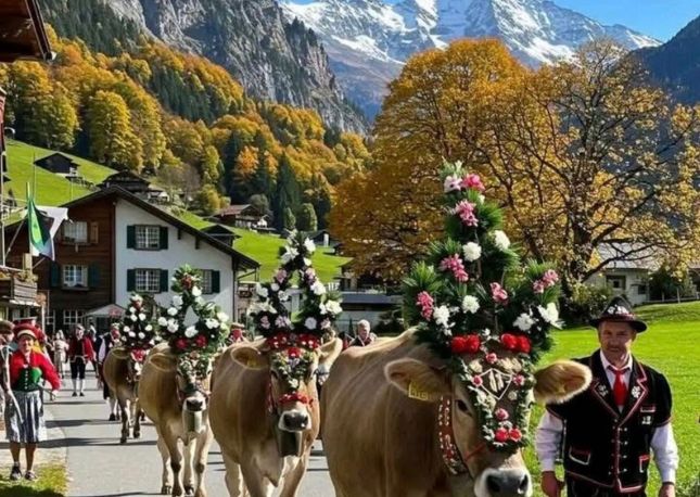Cows decorated with flowers and bells in the Alpabzug Festival in Switzerland.