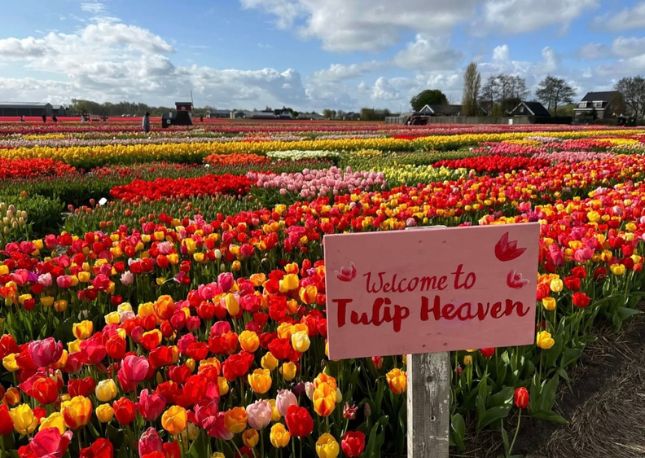 Tulip Festival in Amsterdam.